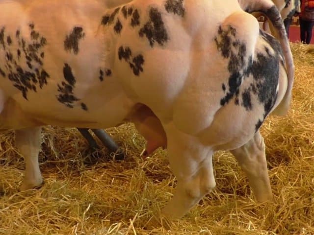 On la rencontre au salon de l’agriculture, on se régale